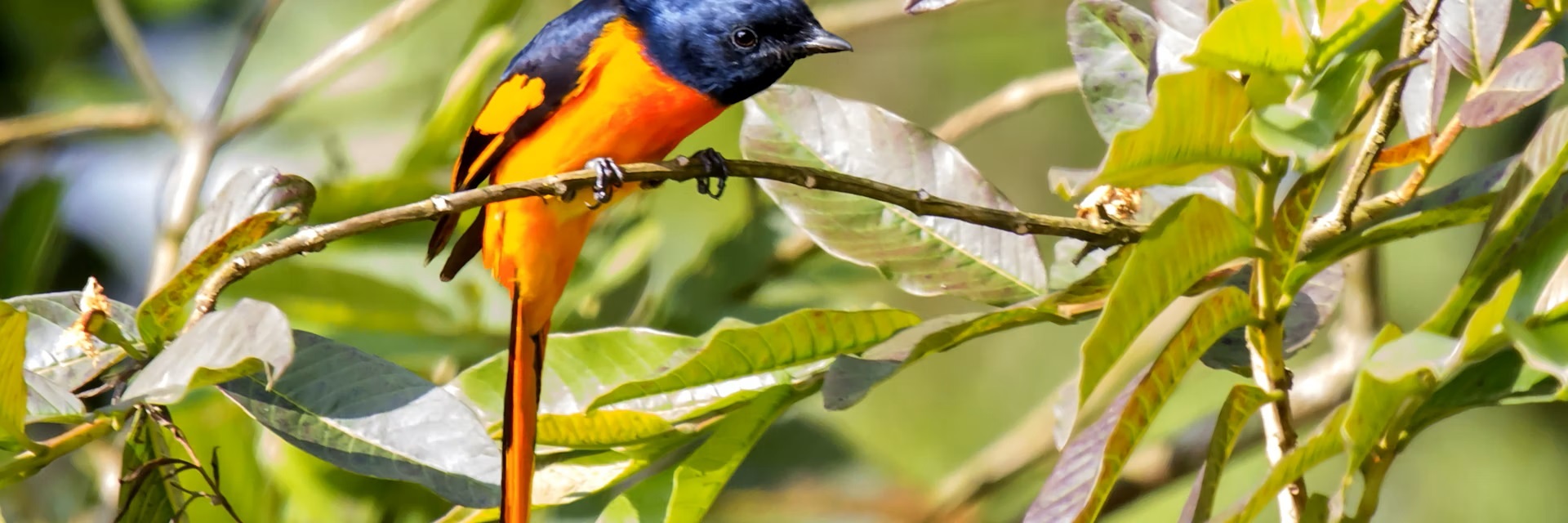 A colorful bird in Wayanad forest